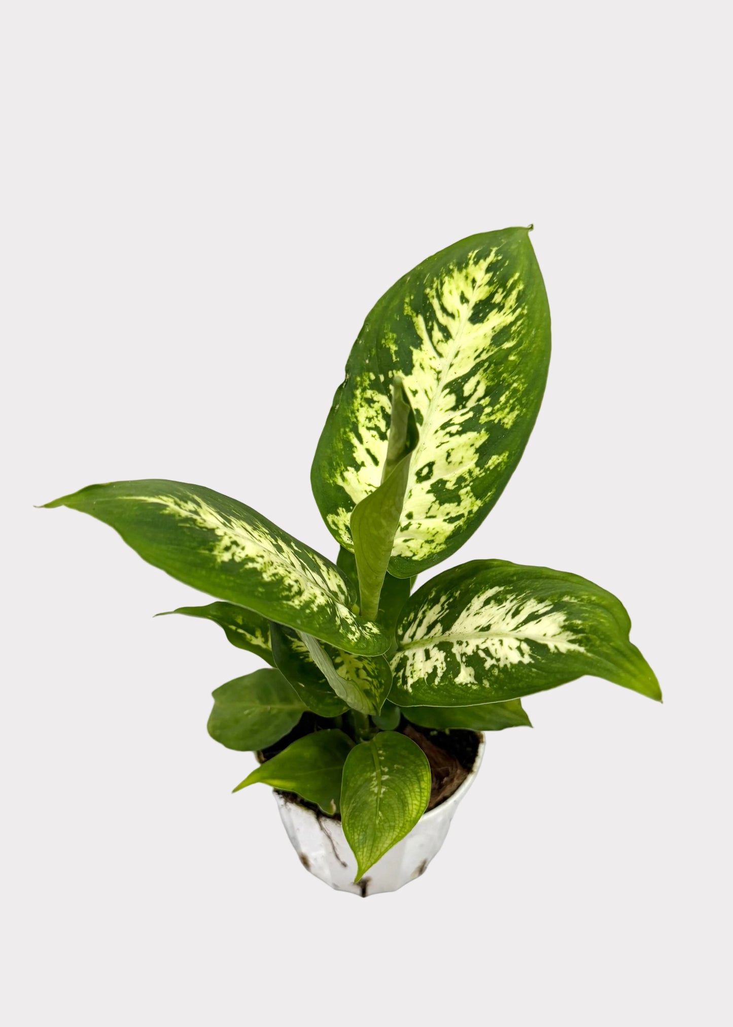 Potted plant with green and white leaves on a marble surface