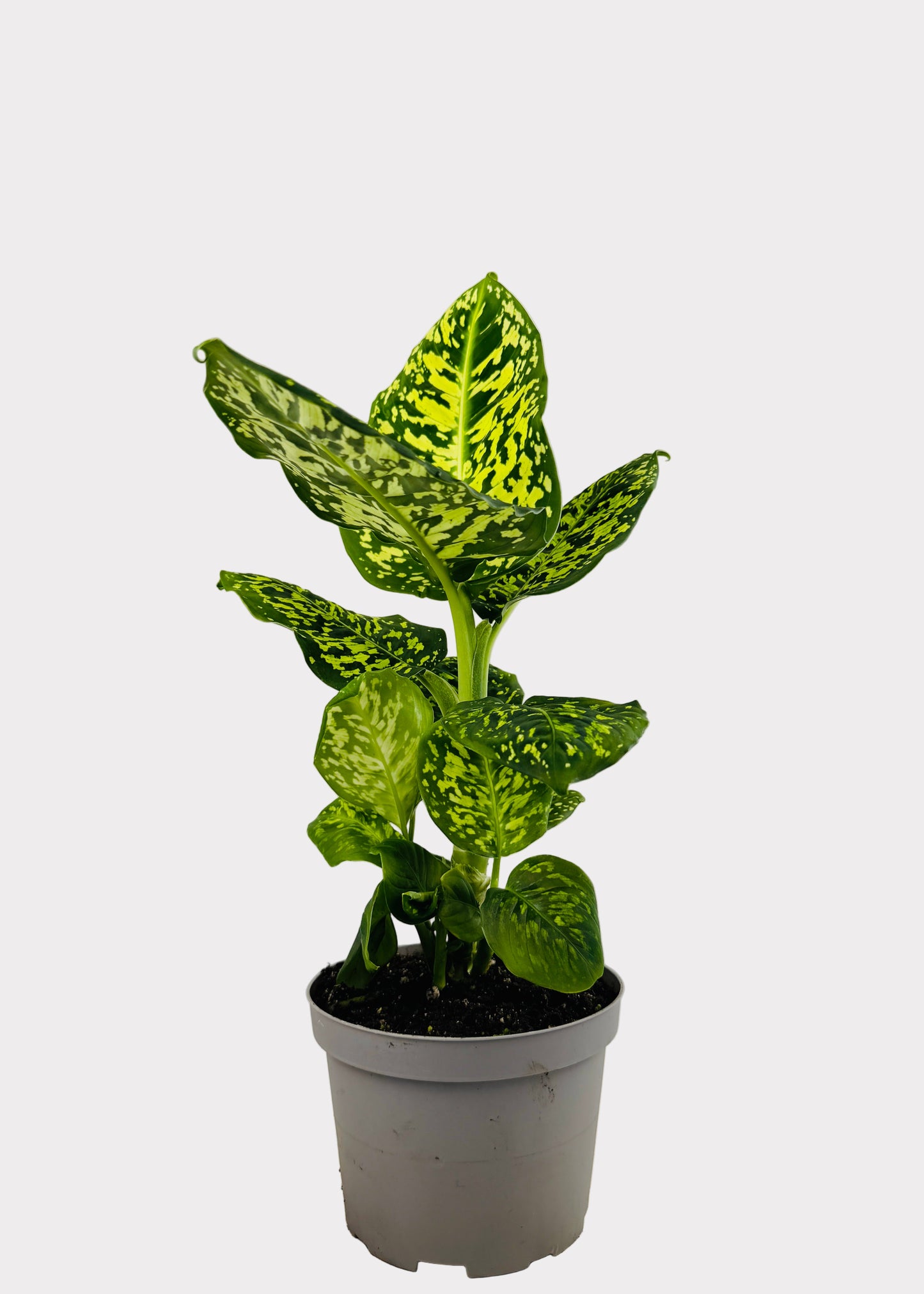 Dieffenbachia - Reflector