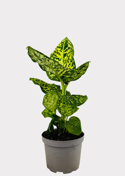 Dieffenbachia - Reflector