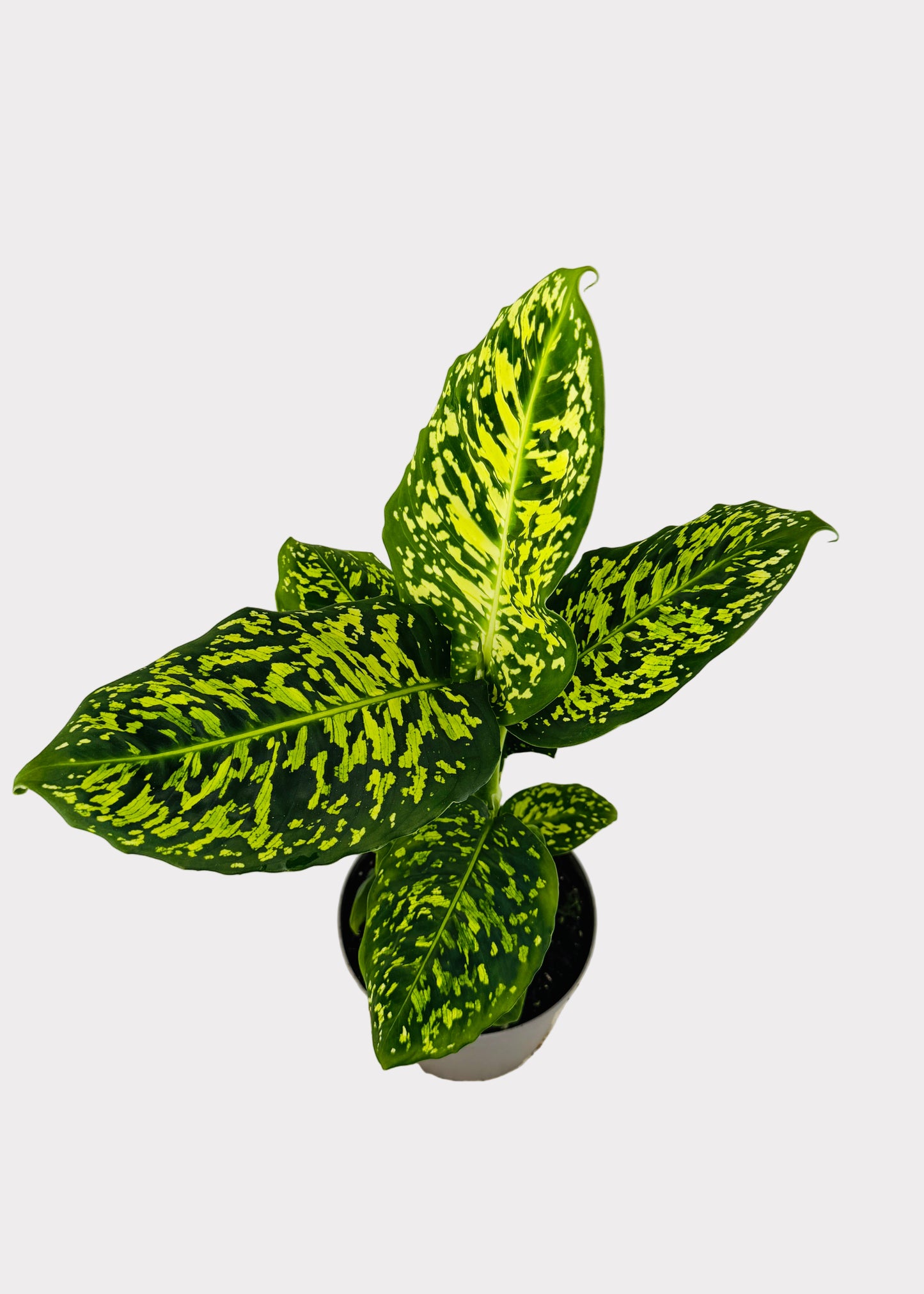 Dieffenbachia - Reflector