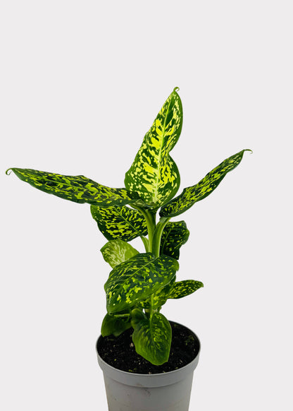 Dieffenbachia - Reflector