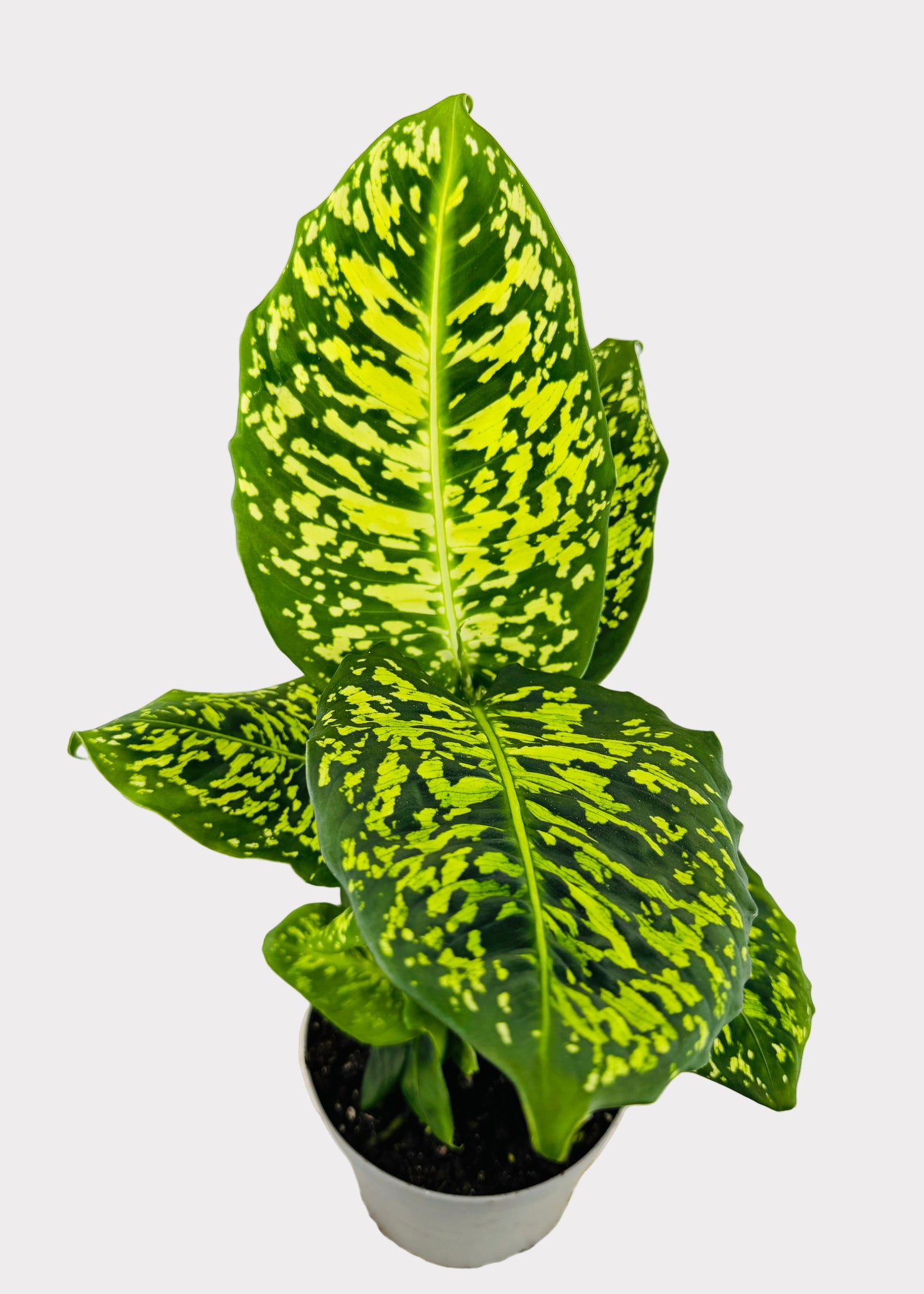 Dieffenbachia - Reflector