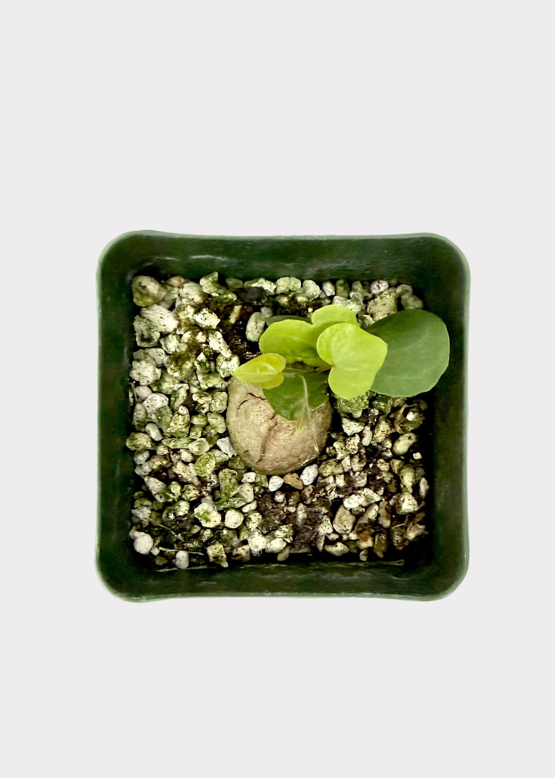 Small potted plant with pebbles on a white background