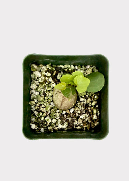 Small potted plant with pebbles on a white background