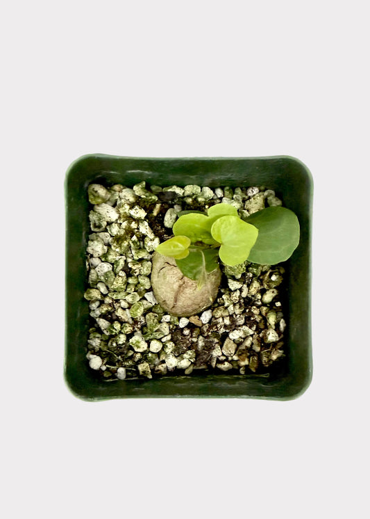 Small potted plant with pebbles on a white background