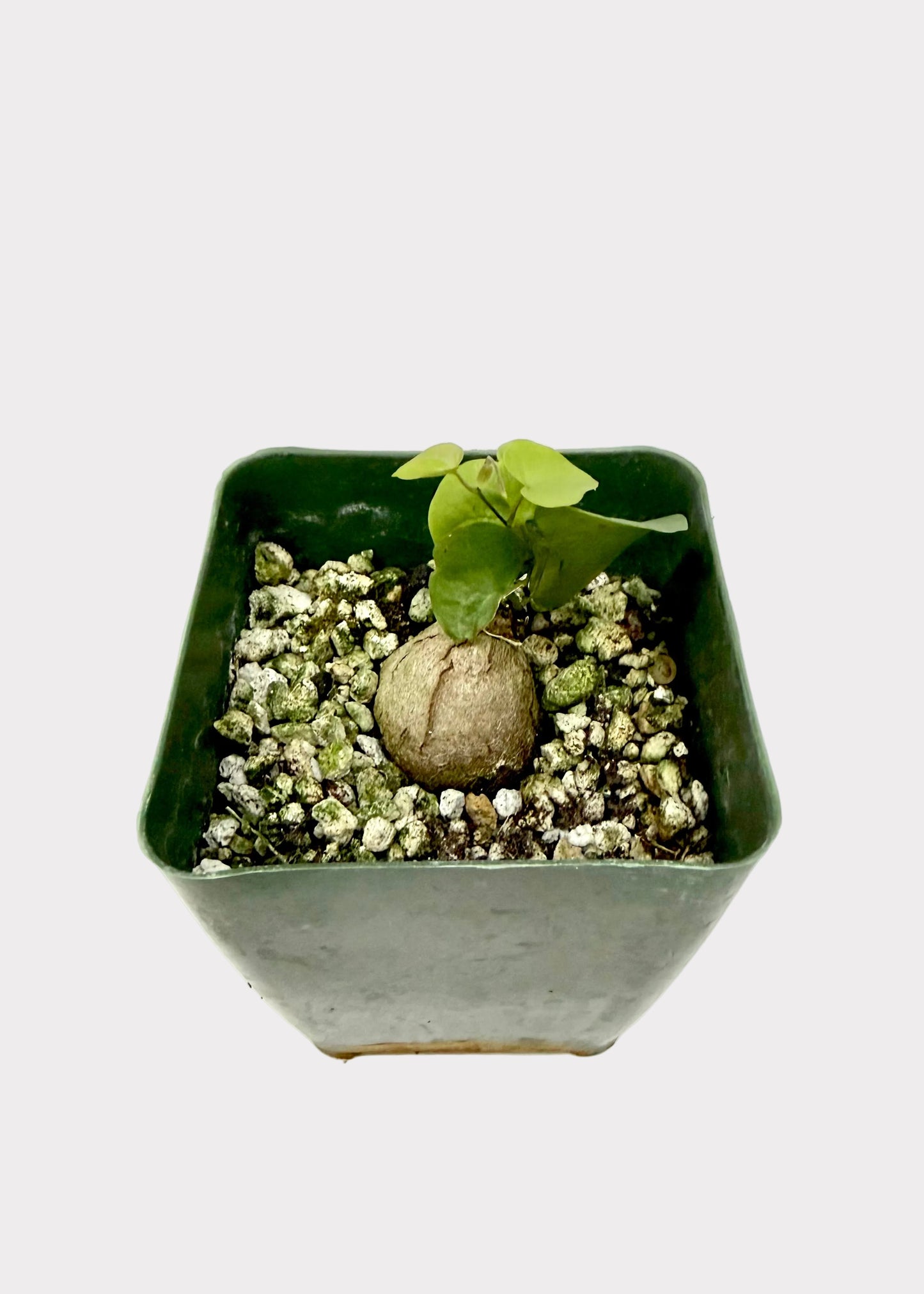 Small potted plant in a hexagonal pot on a white surface