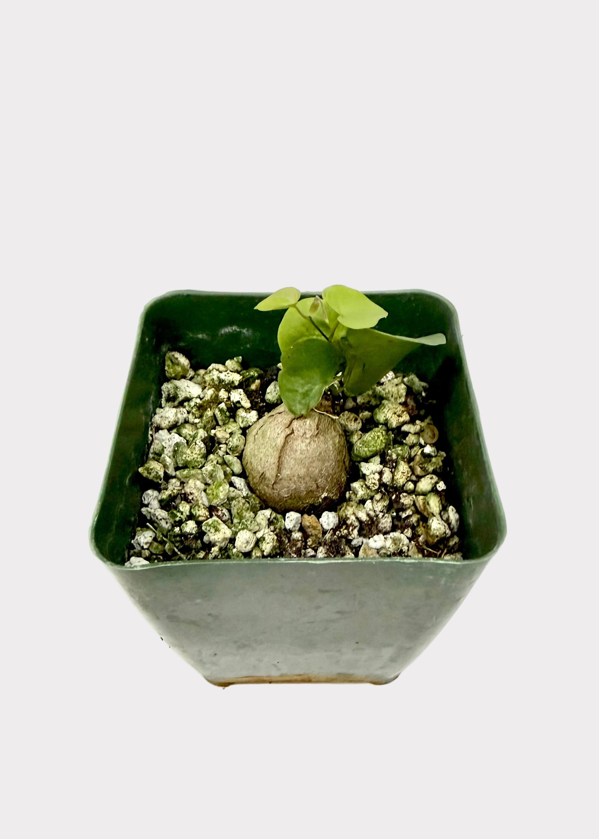 Small potted plant in a hexagonal pot on a white surface