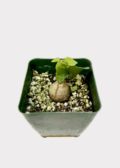 Small potted plant in a hexagonal pot on a white surface
