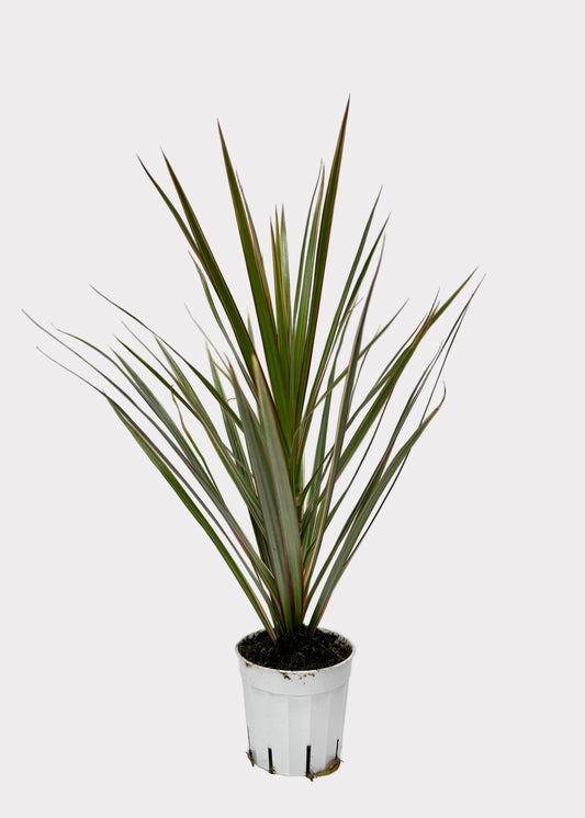 Dracaena - Marginata Bicolor