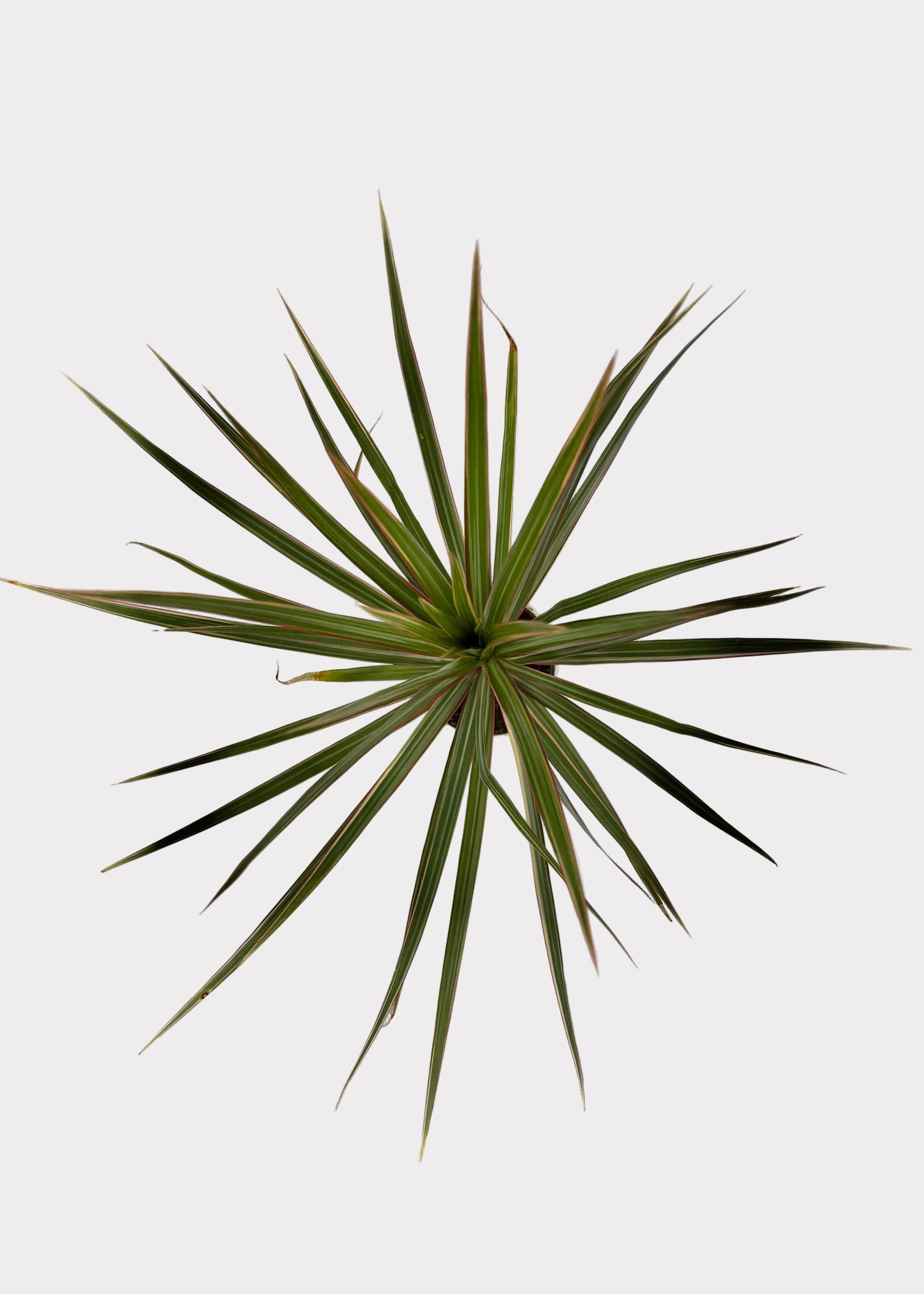 Dracaena - Marginata Bicolor