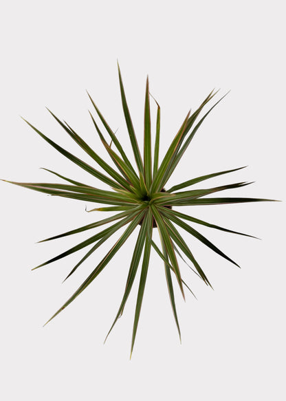 Dracaena - Marginata Bicolor
