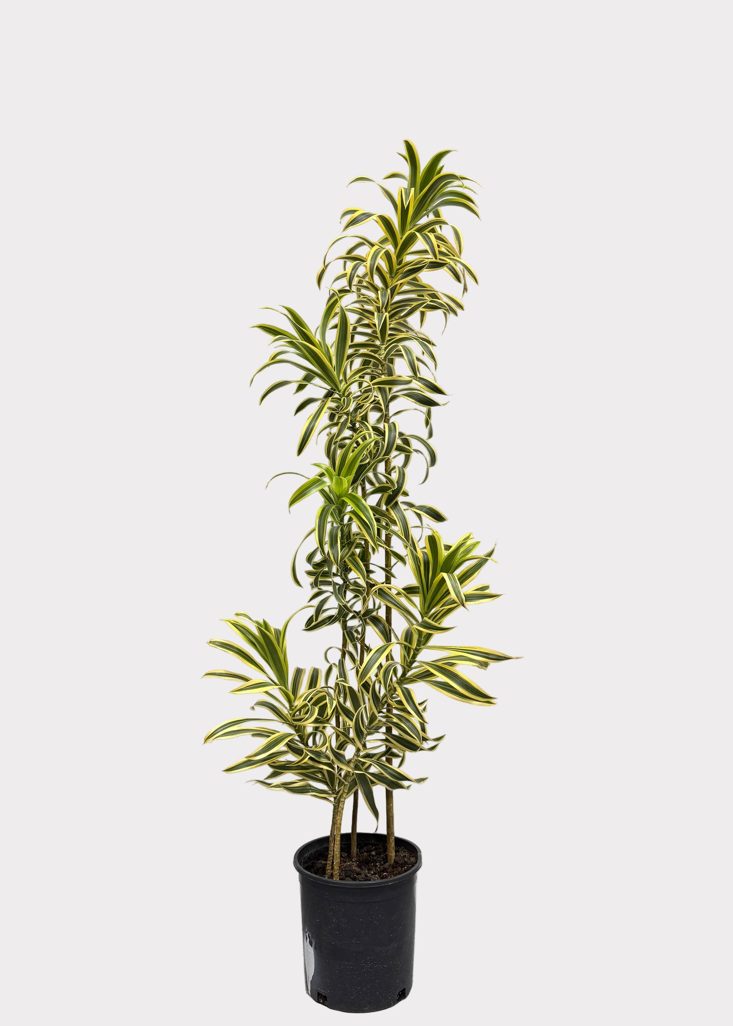 Dracaena Reflexa ‘Variegata’