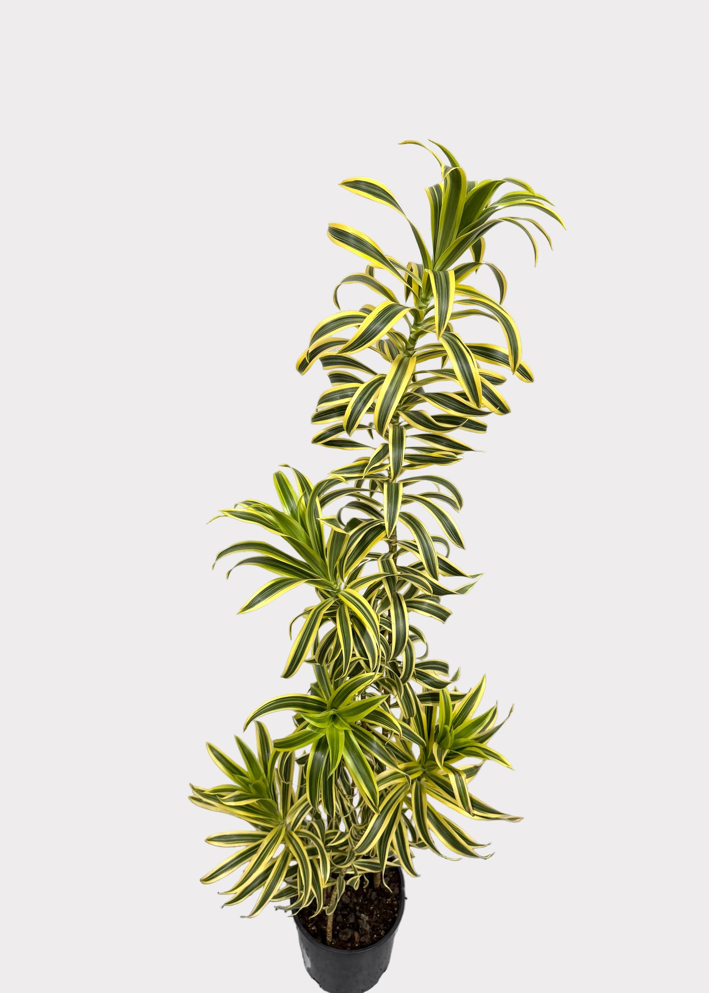 Dracaena Reflexa ‘Variegata’