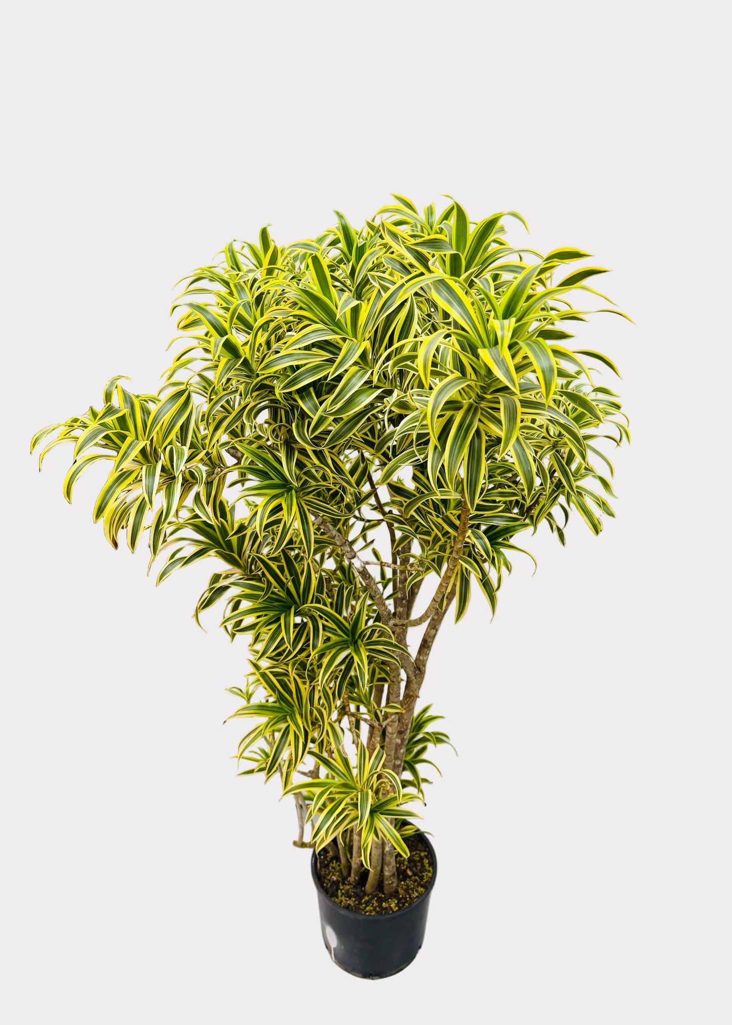 Dracaena Reflexa 'Variegata' Tree Form