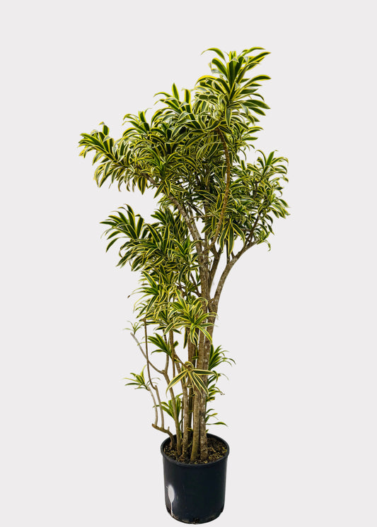 Dracaena Reflexa 'Variegata' Tree Form