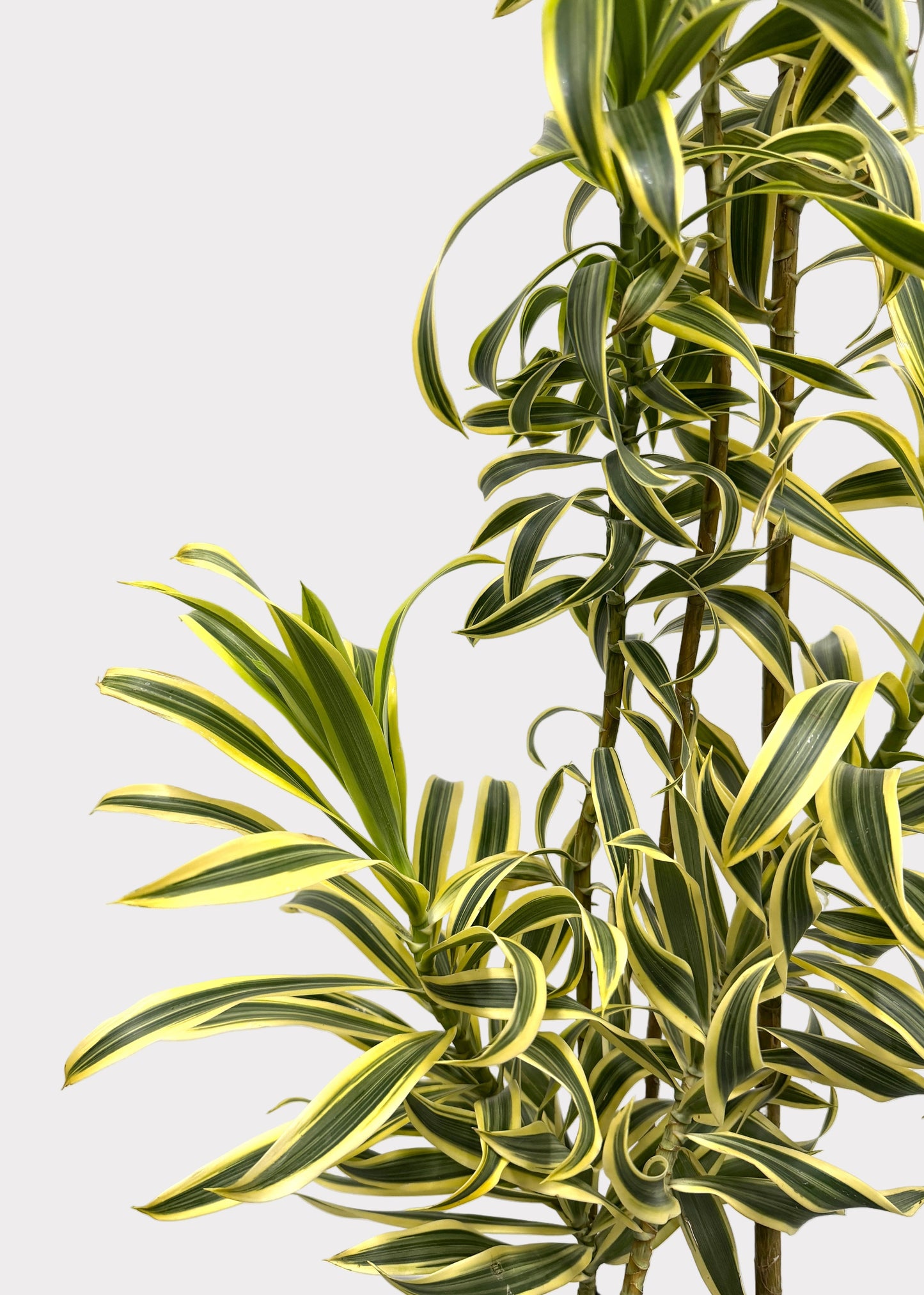 Dracaena Reflexa ‘Variegata’