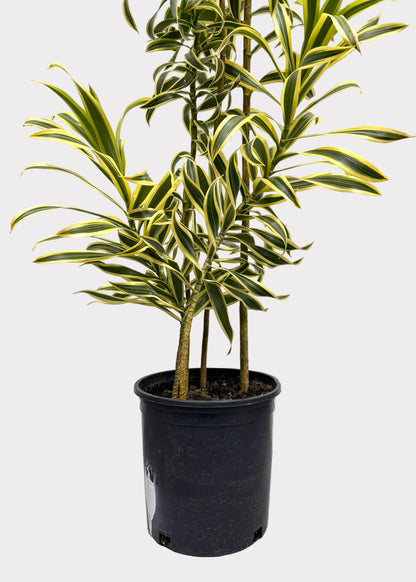 Dracaena Reflexa ‘Variegata’