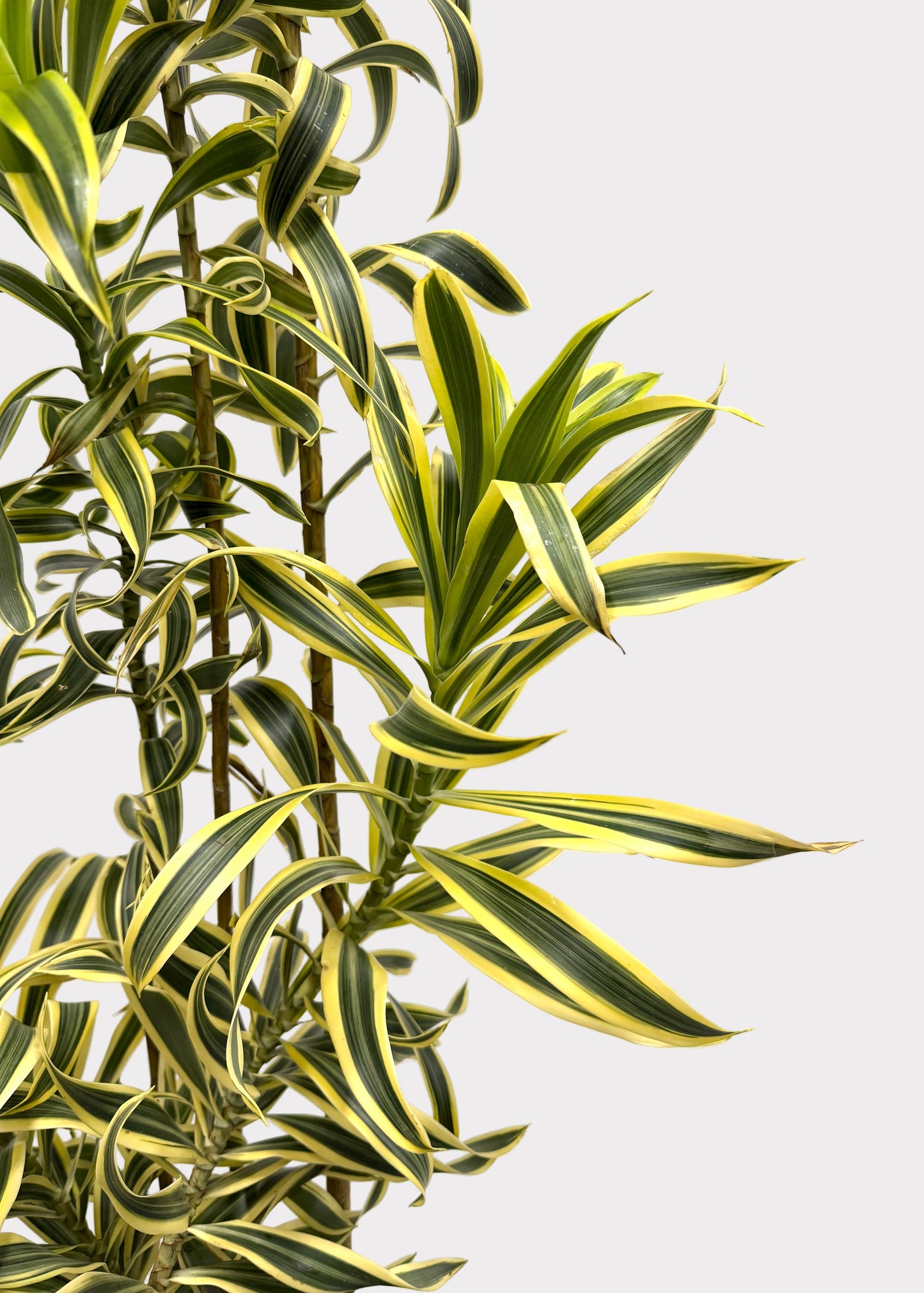 Dracaena Reflexa ‘Variegata’