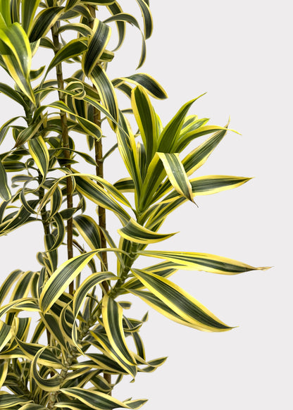 Dracaena Reflexa ‘Variegata’