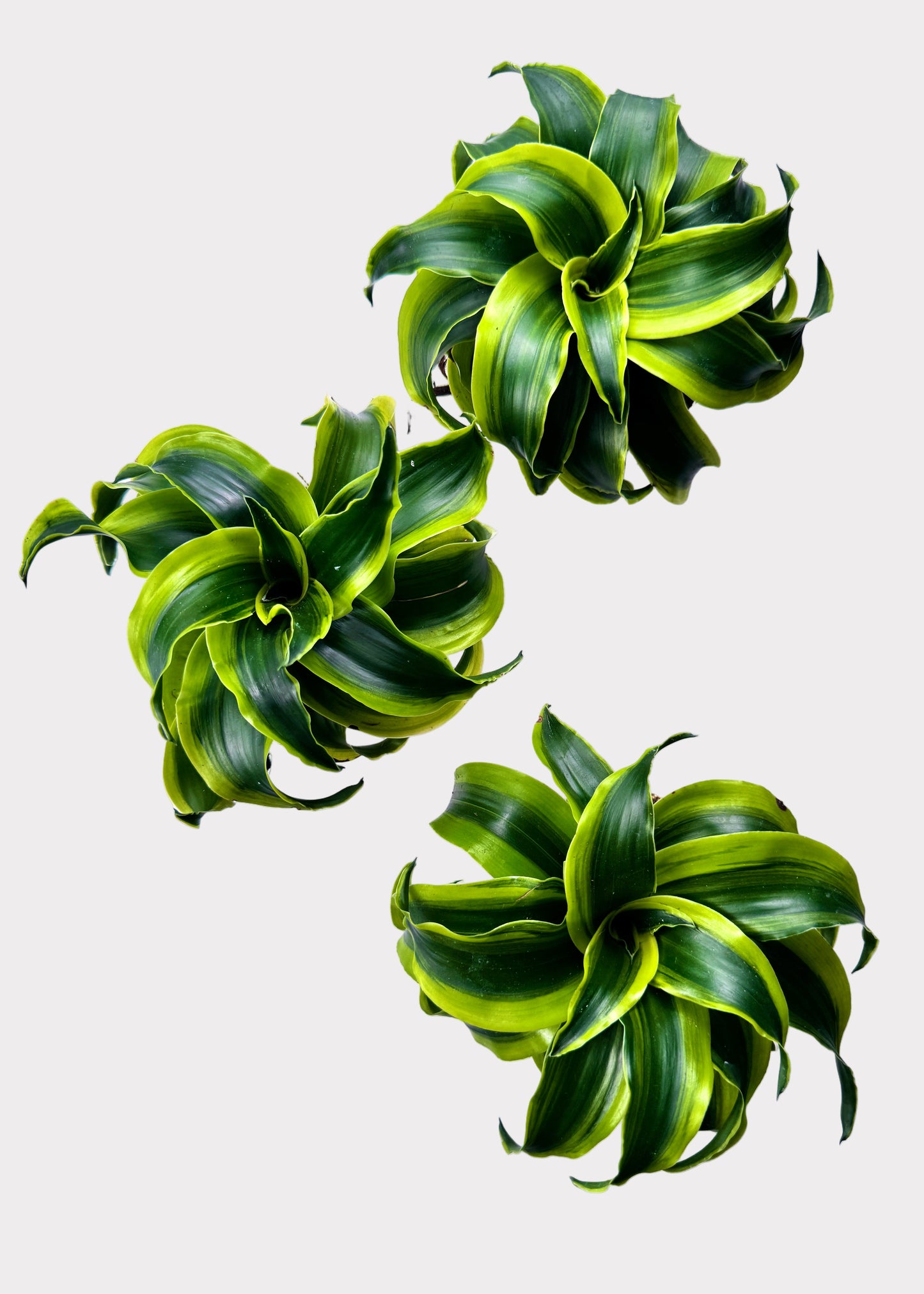 Dracaena – Tornado