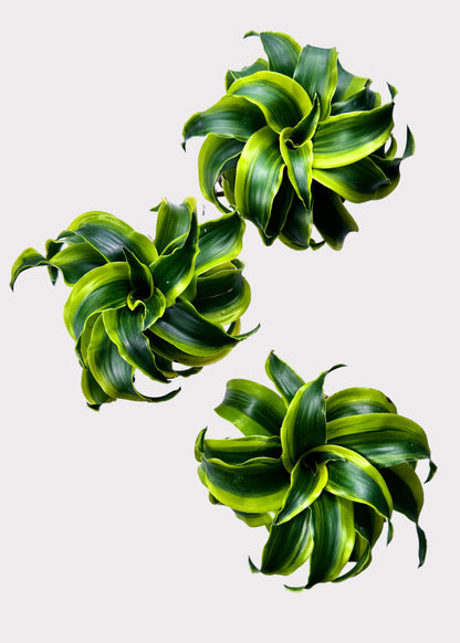Dracaena – Tornado