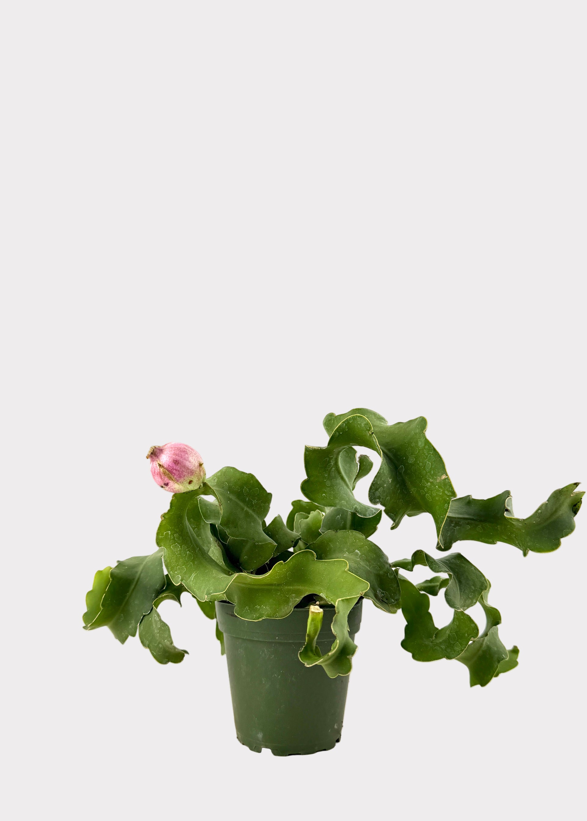 Epiphyllum Guatemalense – Curly Locks Cactus – Rainbow