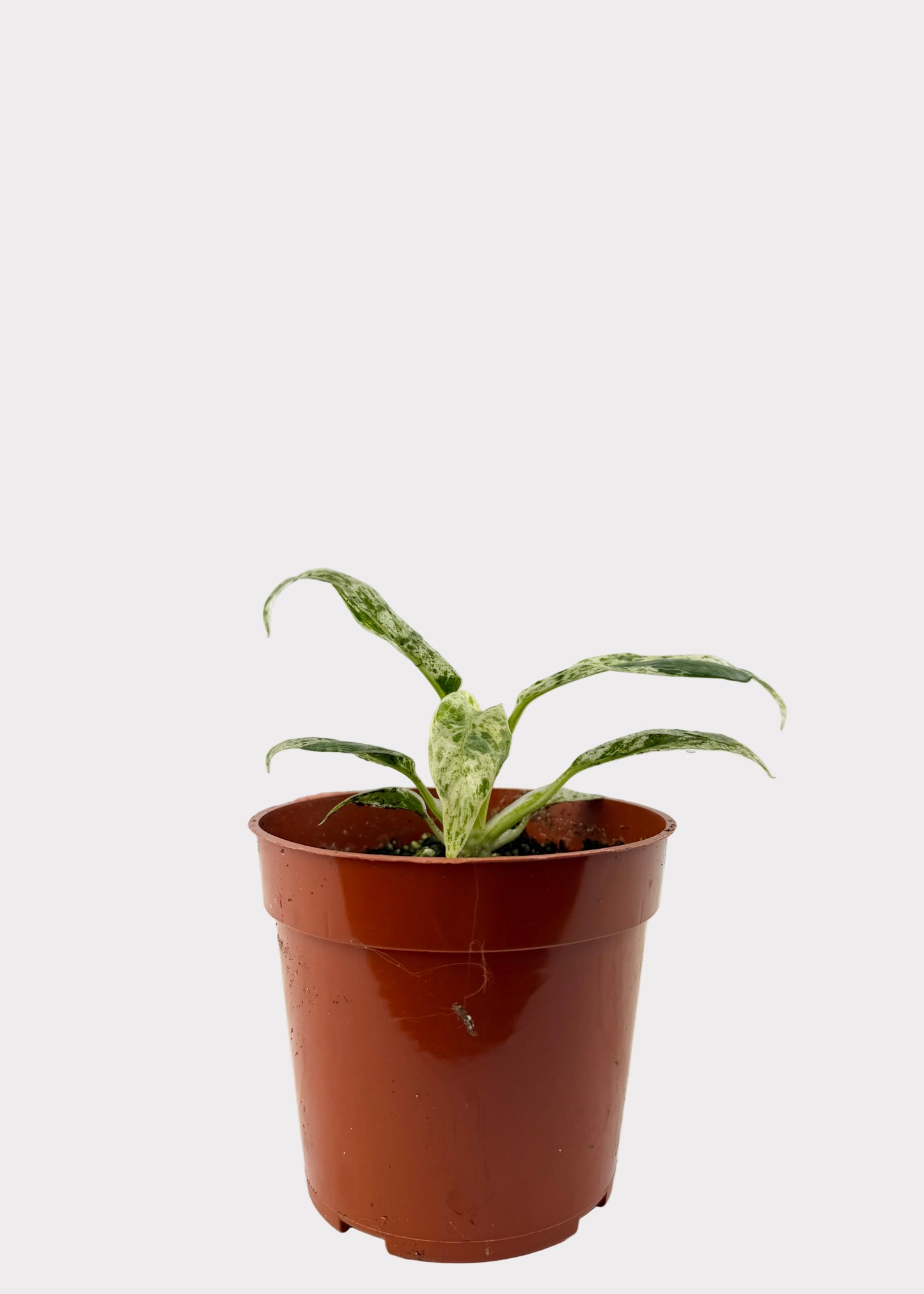 Epipremnum Giganteum Marble