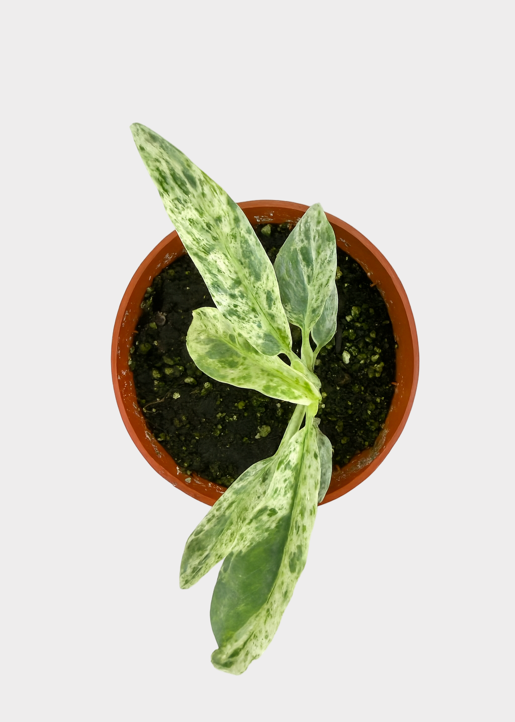 Epipremnum Giganteum Marble