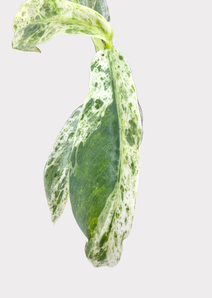 Epipremnum Giganteum Marble