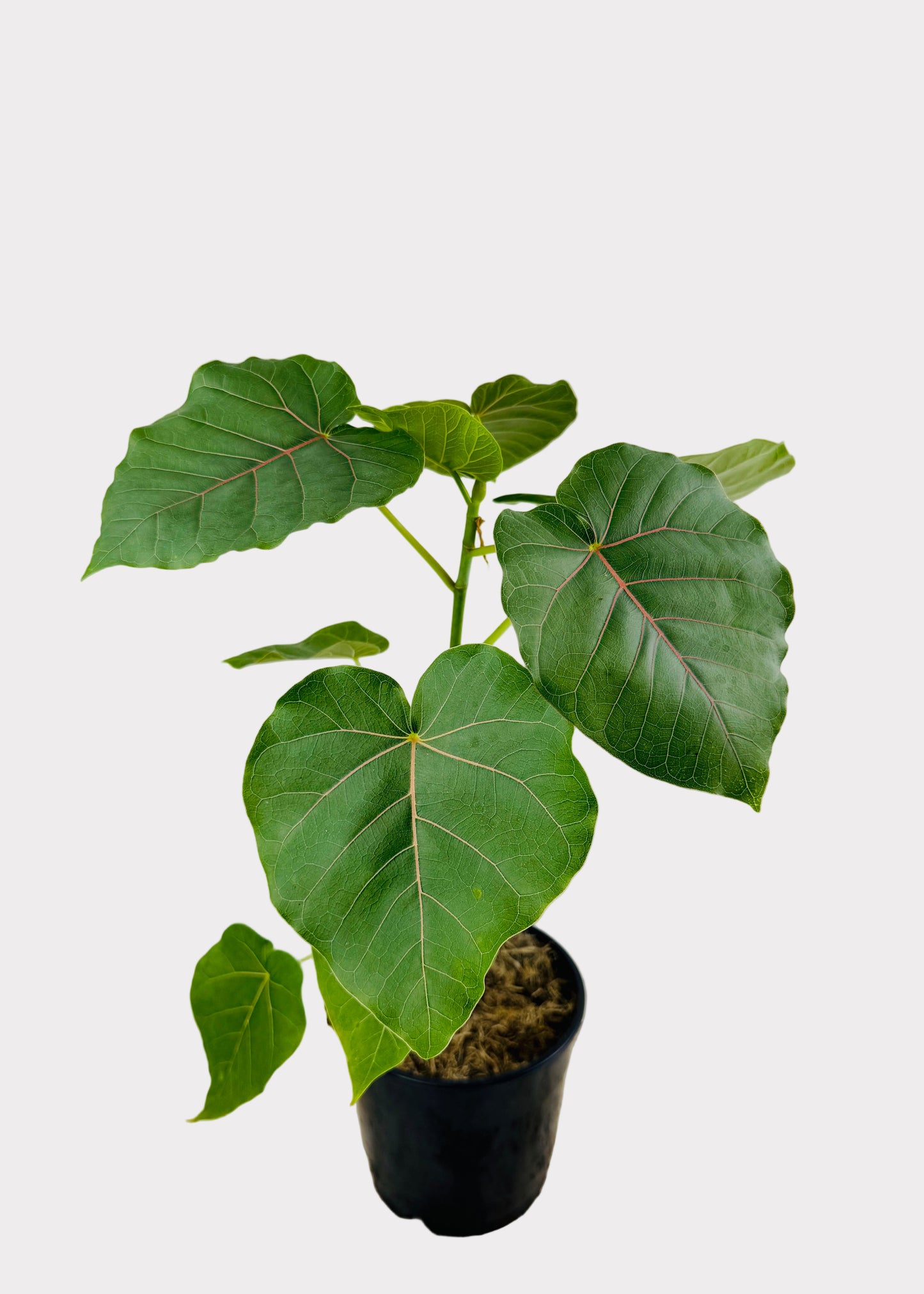 Ficus – Petiolaris