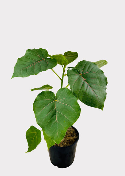 Ficus – Petiolaris