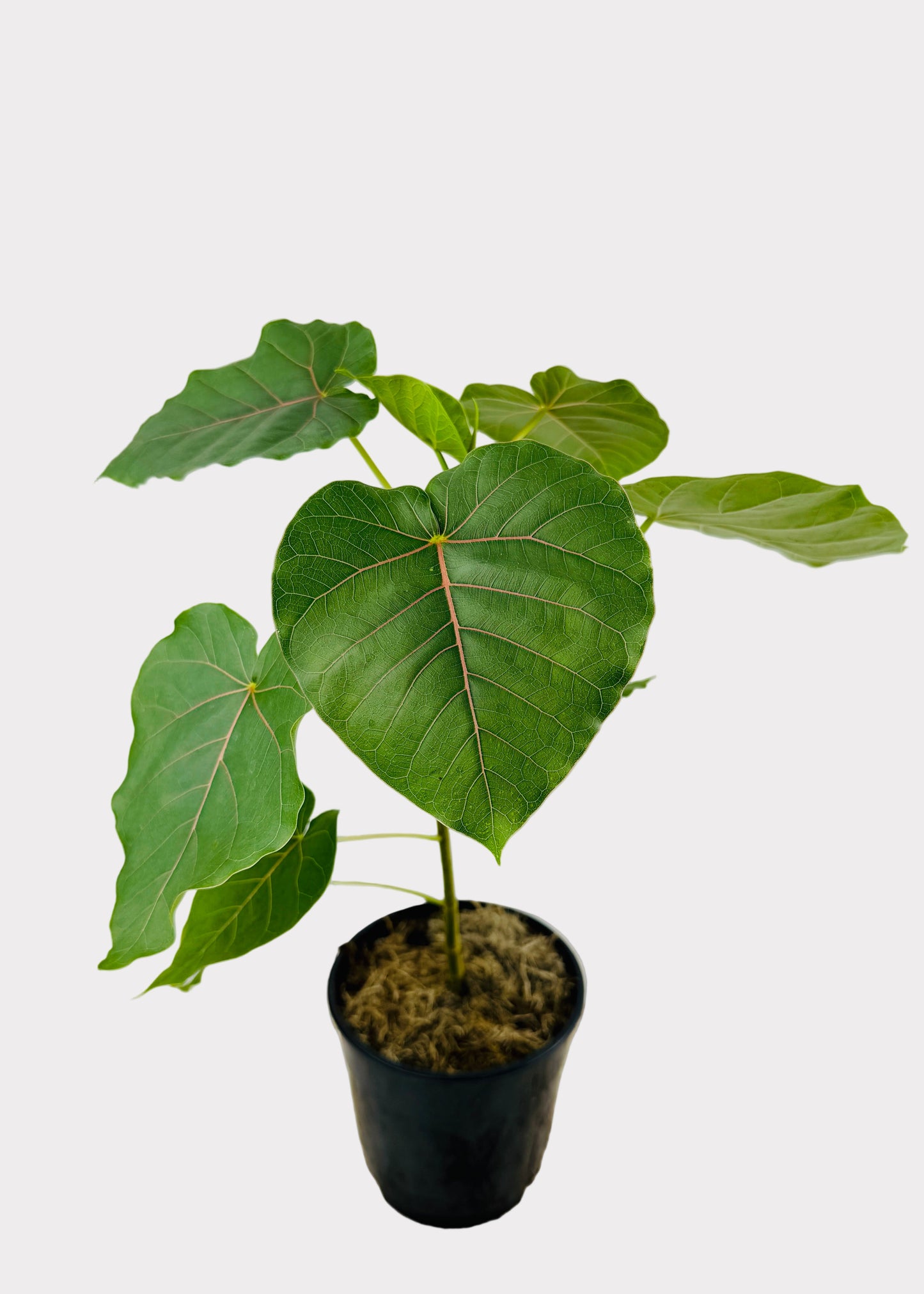 Ficus – Petiolaris
