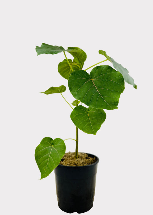 Ficus – Petiolaris