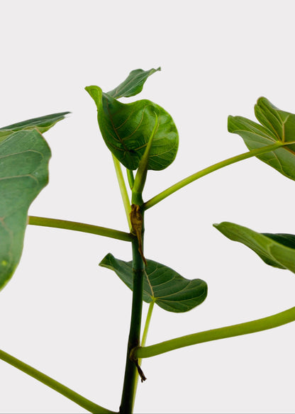 Ficus – Petiolaris