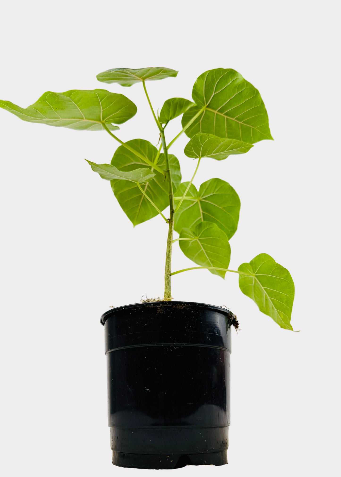 Ficus – Petiolaris