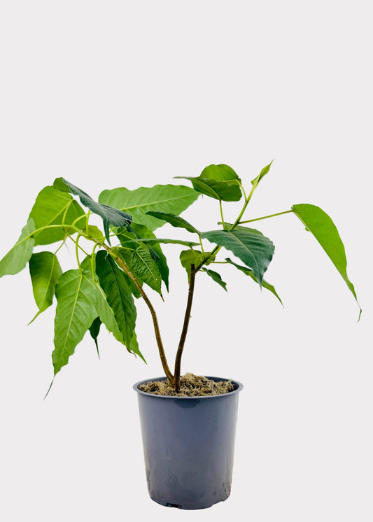 Ficus - Religiosa