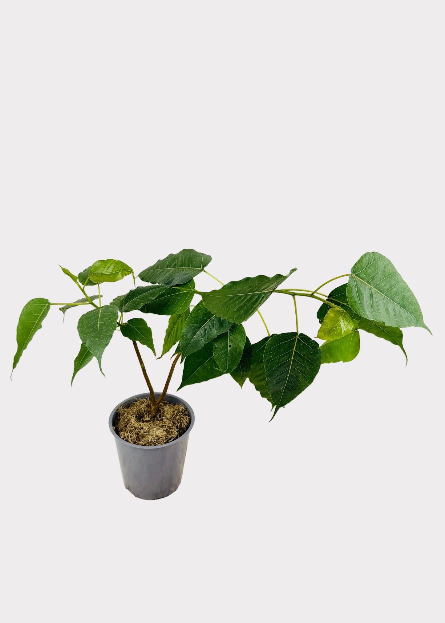 Ficus - Religiosa