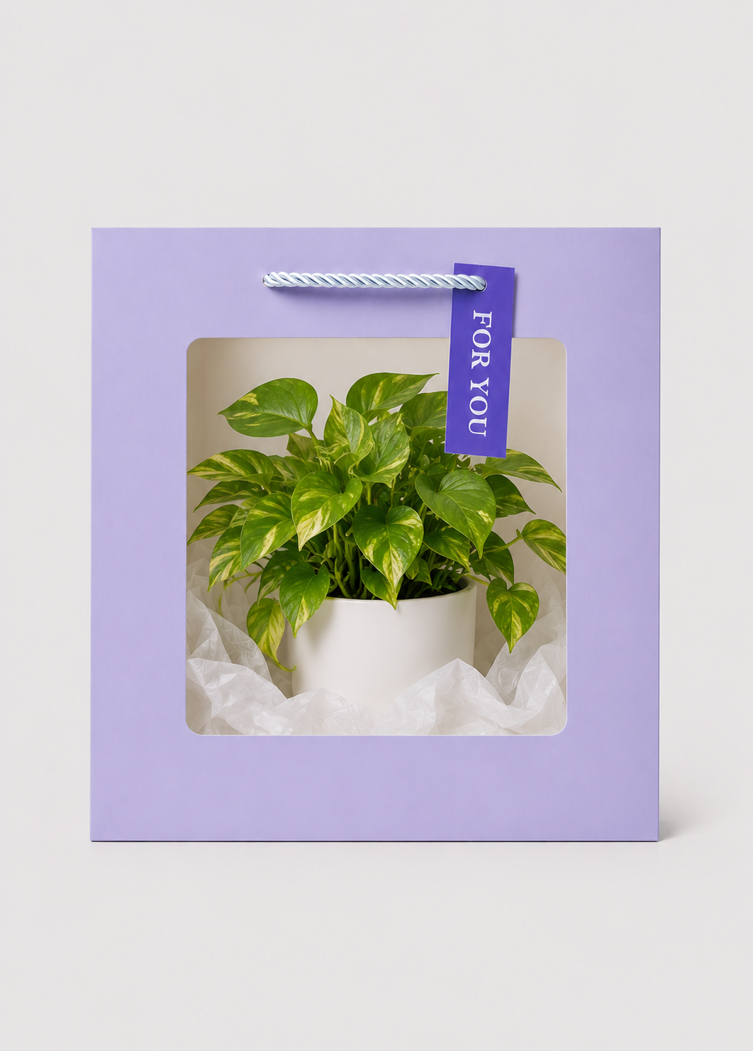 Potted plant in a purple gift box with a 'For You' tag on a white background