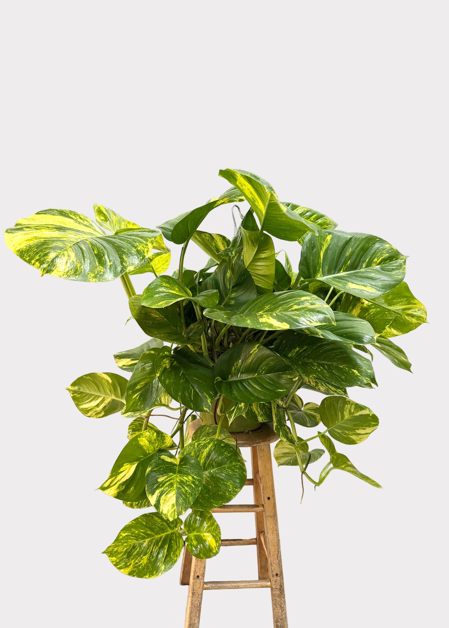 Epipremnum aureum - Hawaiian (Big Leaf Pothos)