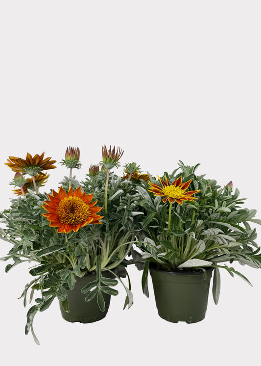 Gazania Rigens - Sunbathers
