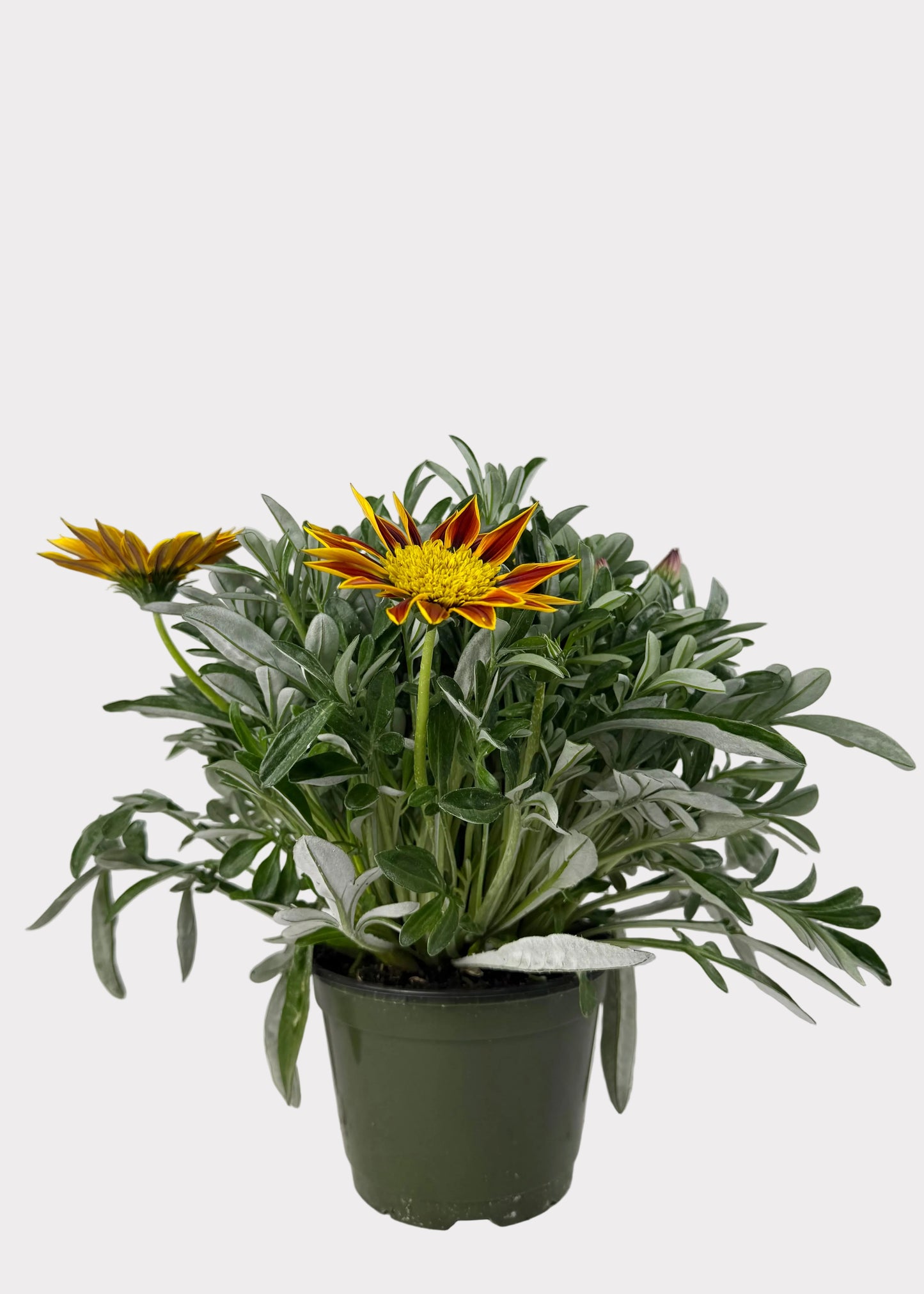 Gazania Rigens - Sunbathers