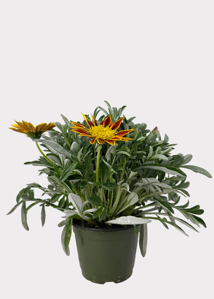 Gazania Rigens - Sunbathers