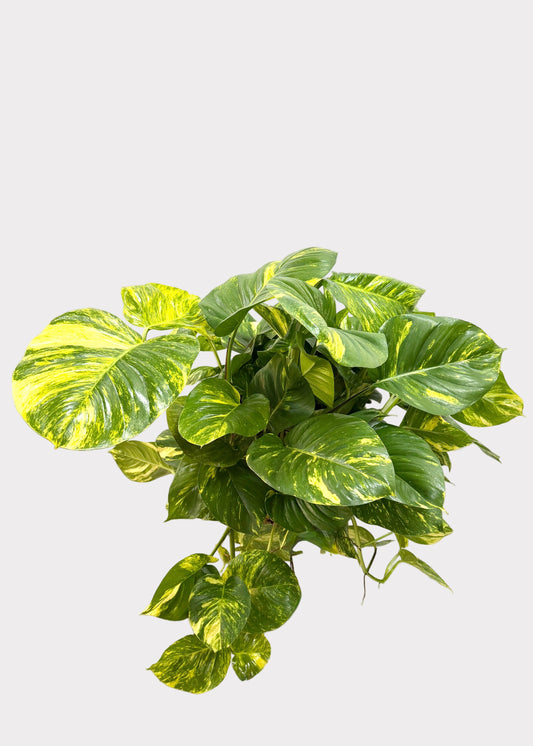 Epipremnum aureum - Hawaiian (Big Leaf Pothos)