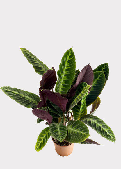Goeppertia Warszewiczii - Calathea Jungle Velvet