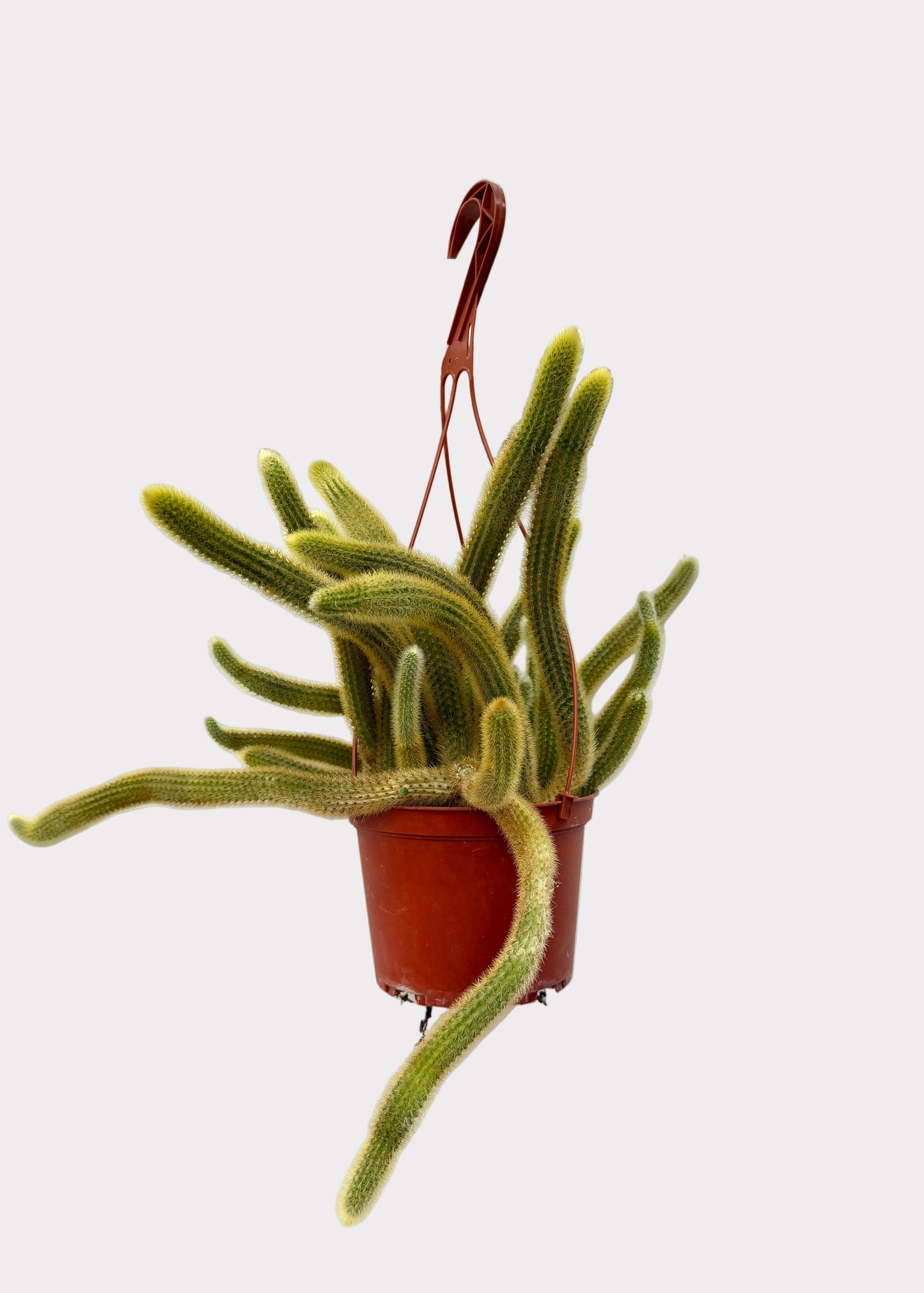 Cleistocactus Winteri – Golden Rat’s Tail Cactus