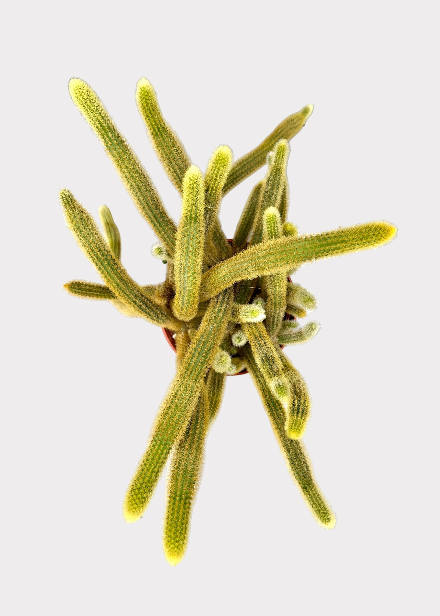 Cleistocactus Winteri – Golden Rat’s Tail Cactus