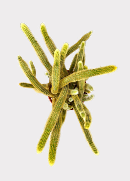 Cleistocactus Winteri – Golden Rat’s Tail Cactus