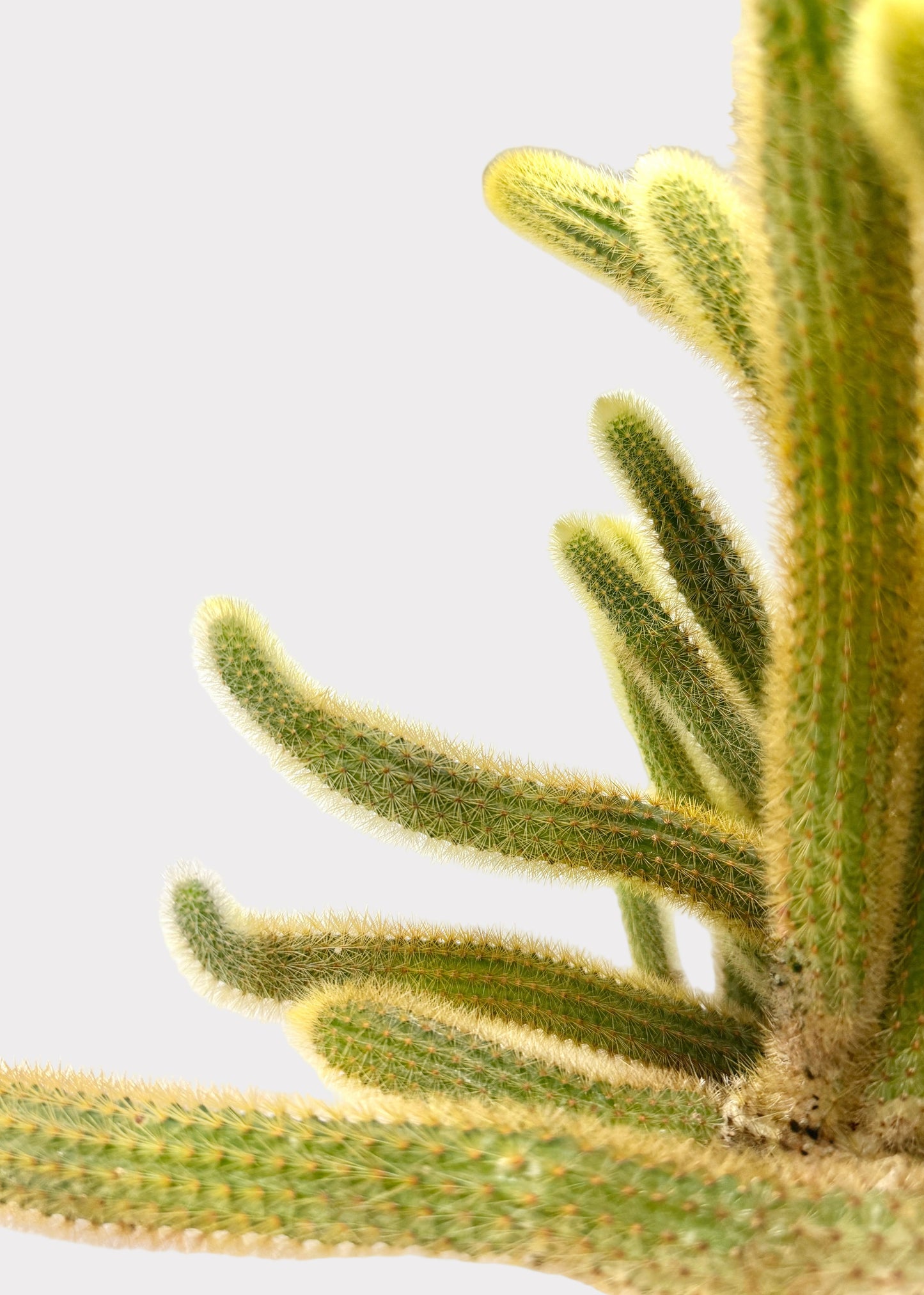 Cleistocactus Winteri – Golden Rat’s Tail Cactus