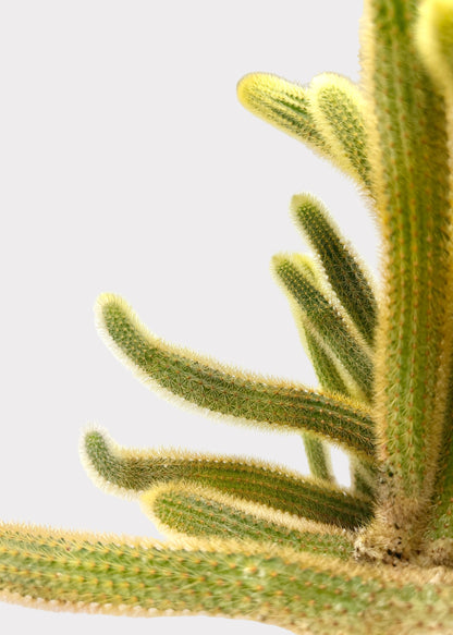 Cleistocactus Winteri – Golden Rat’s Tail Cactus