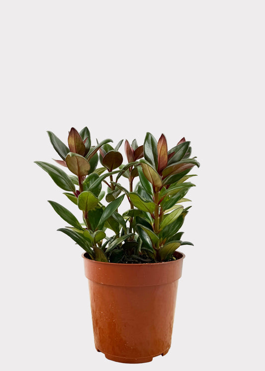 Nematanthus Gregarius - Goldfish Plant 'Black Gold’